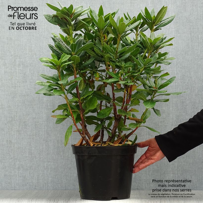 Example of Rhododendron Scarlet Wonder - Rhododendron nain. Pot de 2L/3L as you get in automne