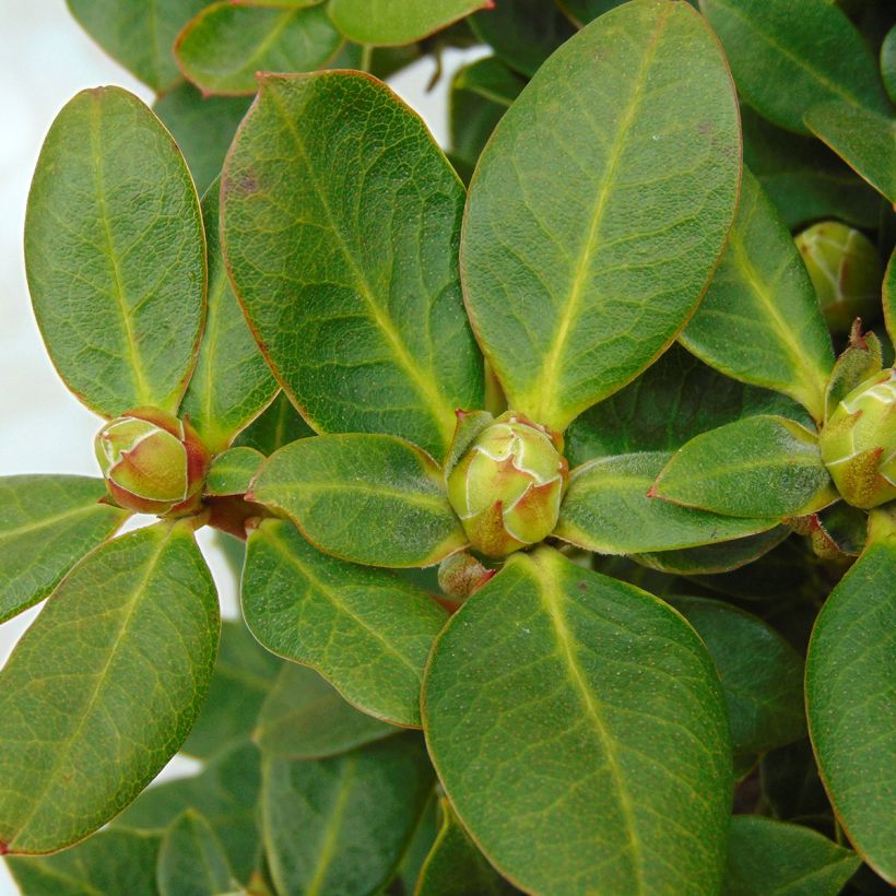 Rhododendron Shamrock - Rhododendron nain (Foliage)