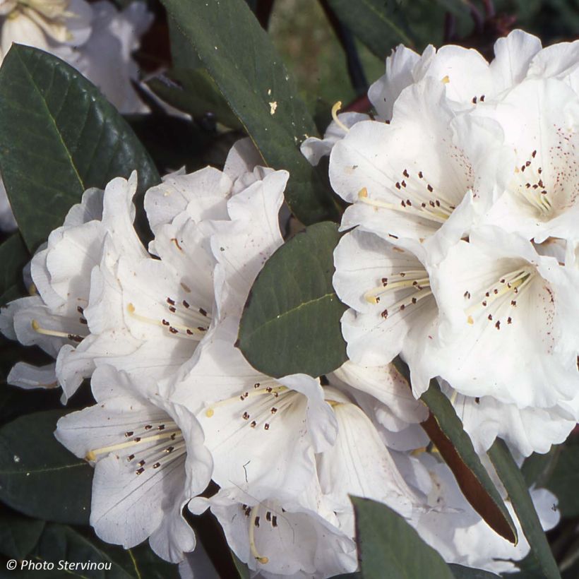 Rhododendron Sir Charles Lemon - Grand rhododendron. (Flowering)