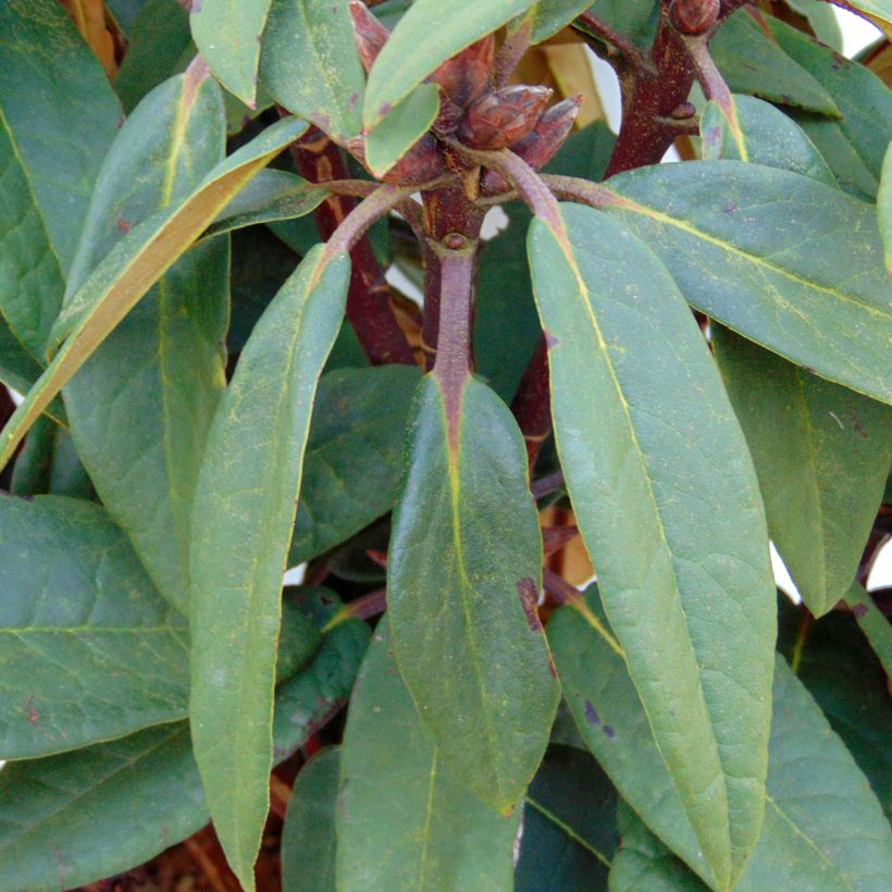 Rhododendron Sir Charles Lemon - Grand rhododendron. (Foliage)