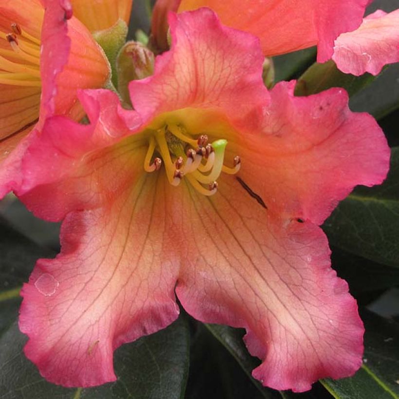 Rhododendron Unique Marmalade - Grand Rhododendron (Flowering)