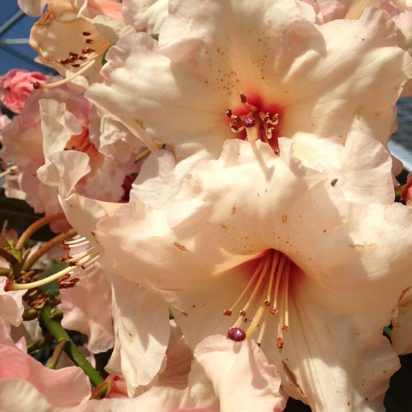 Rhododendron Virginia Richards - Petit Rhododendron (Flowering)