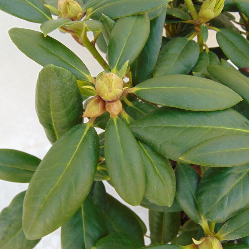 Rhododendron Virginia Richards - Petit Rhododendron (Foliage)
