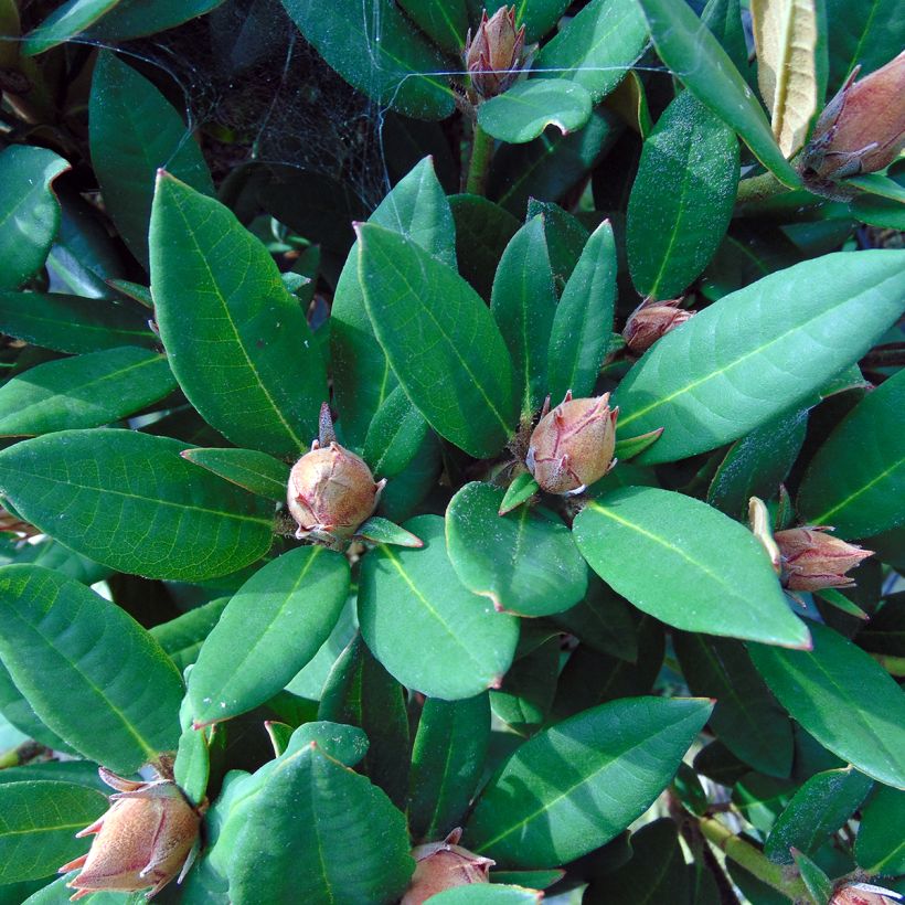 Rhododendron Winsome - Rhododendron nain (Foliage)
