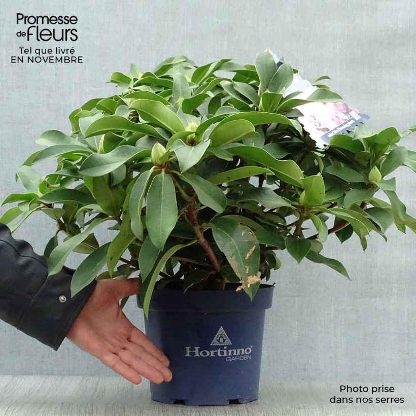 Example of Rhododendron XXL Pot de 2L/3L as you get in automne