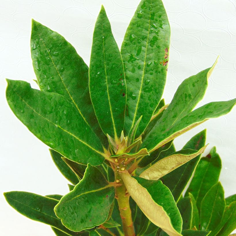 Rhododendron arboreum Rouge - Grand Rhododendron (Foliage)