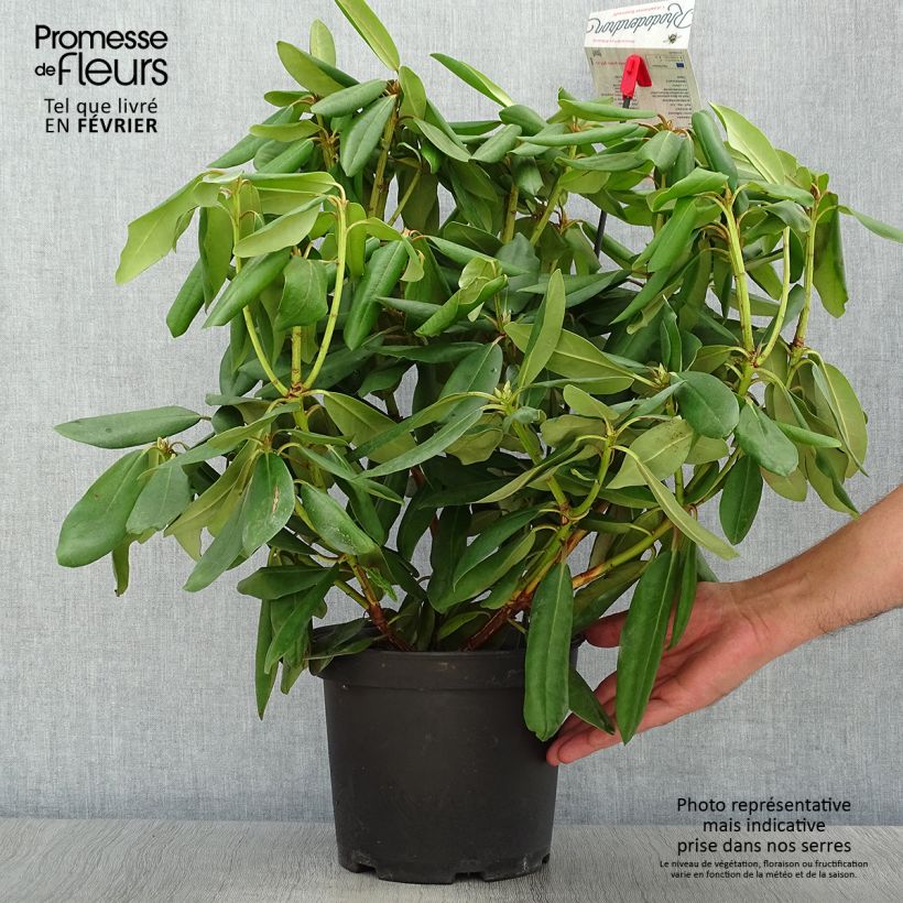 Example of Rhododendron catawbiense Boursault Pot de 4L/5L as you get in automne