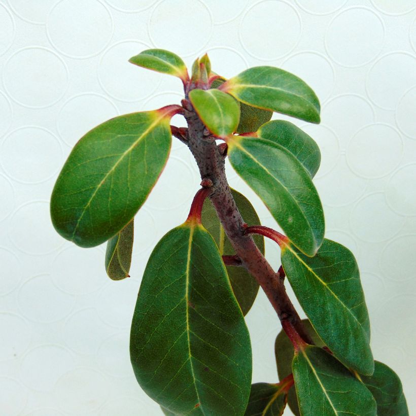 Rhododendron cinnabarinum - Grand rhododendron (Foliage)