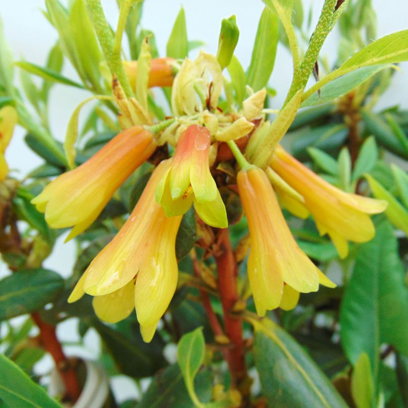 Rhododendron cinnabarinum - Grand rhododendron (Flowering)