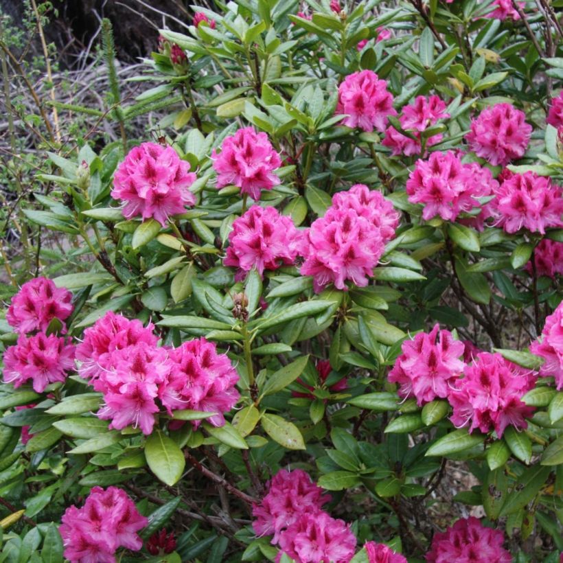 Rhododendron hybride Cosmopolitan (Plant habit)