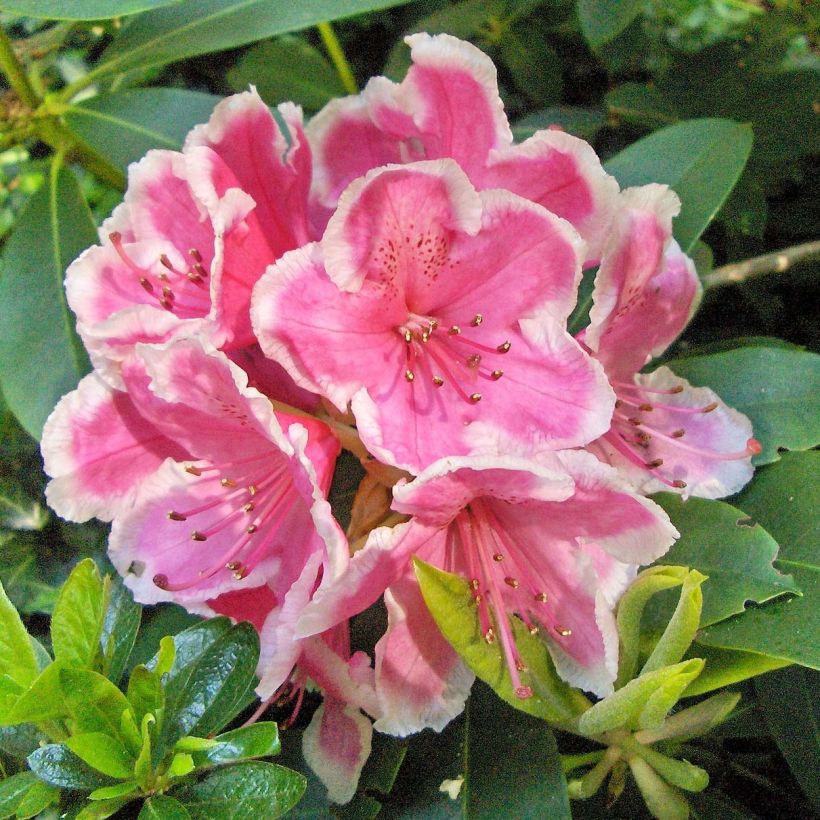 Rhododendron hybride Janet Ward (Flowering)