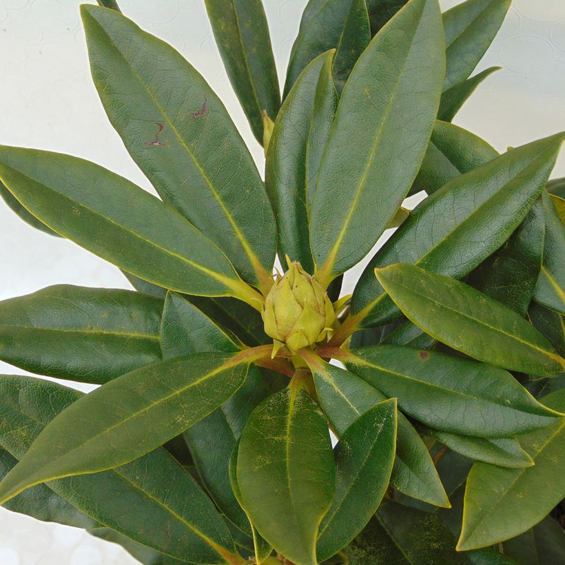 Rhododendron hybride Kabarett (Foliage)