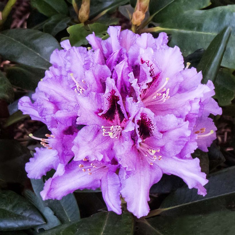 Rhododendron hybride Kabarett (Flowering)