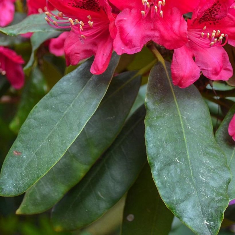 Rhododendron hybride Lord Roberts (Foliage)