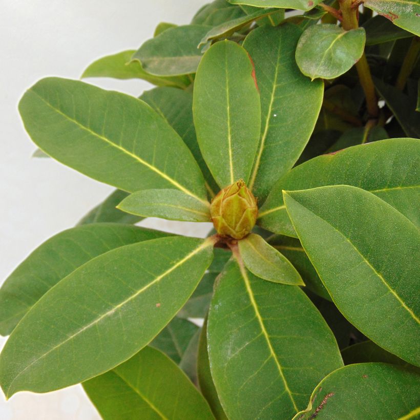 Rhododendron hybride Red Jack (Foliage)
