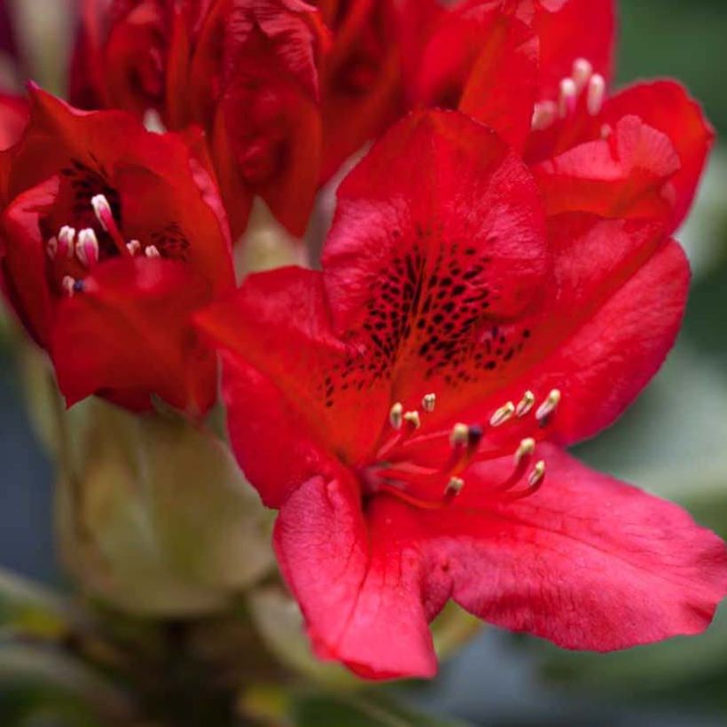 Rhododendron hybride Red Jack (Flowering)