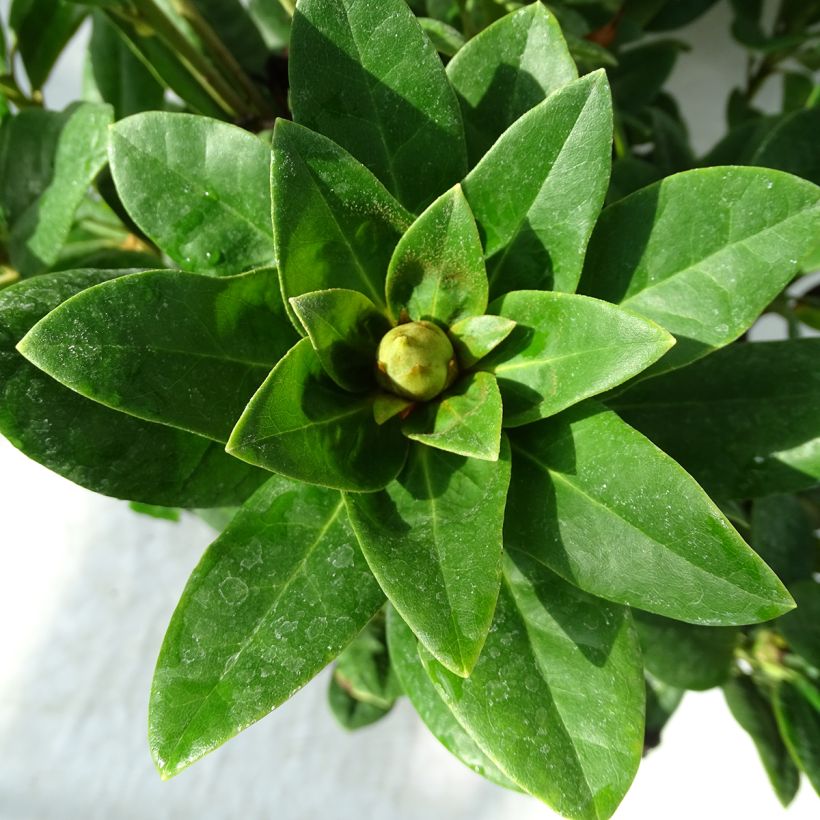 Rhododendron hybride Rocket (Foliage)