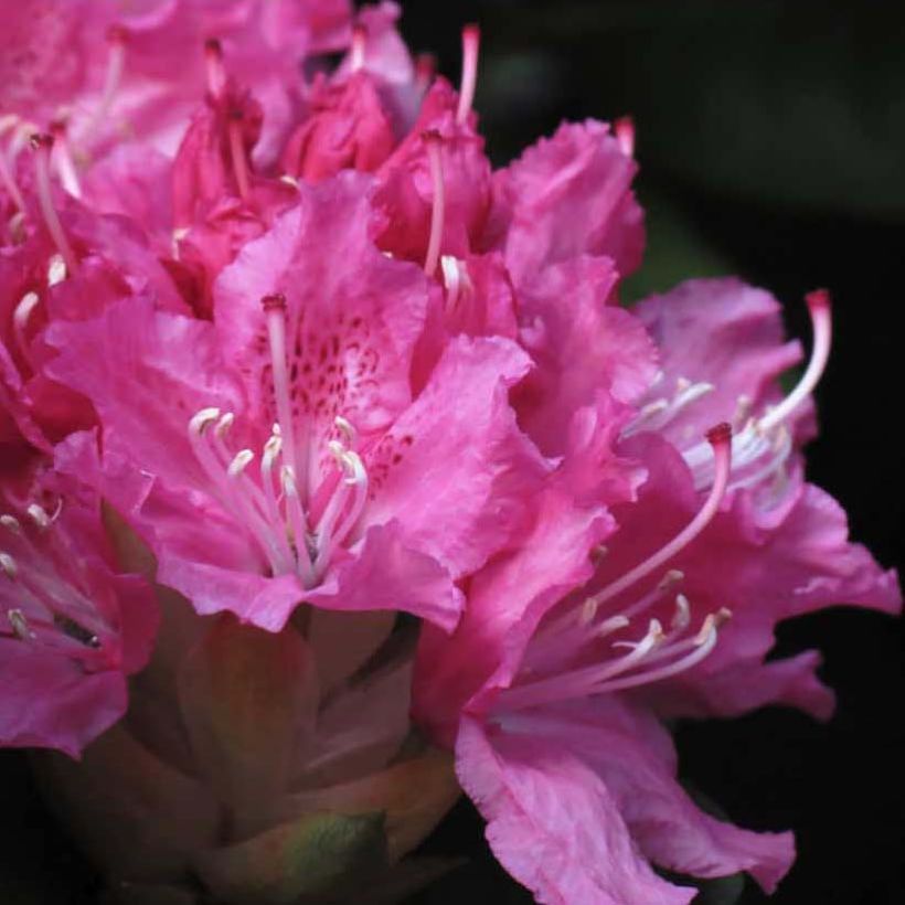 Rhododendron hybride Rocket (Flowering)