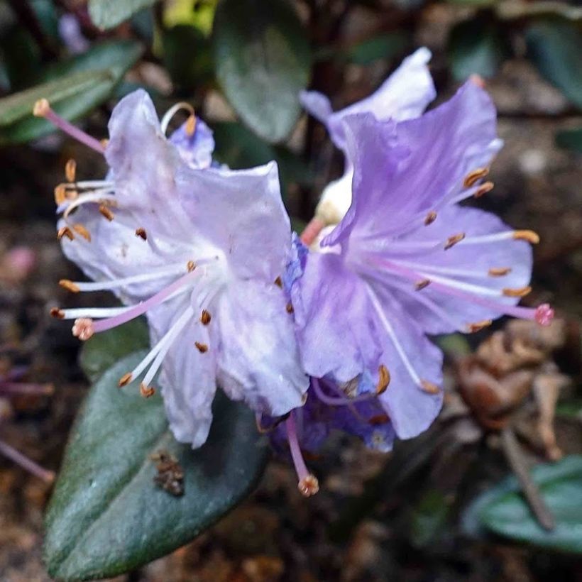 Rhododendron impeditum Ramapo (Flowering)