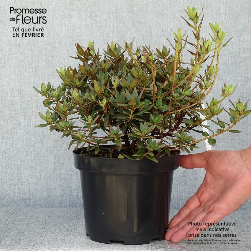 Example of Rhododendron impeditum Ramapo Pot de 2L/3L as you get in automne