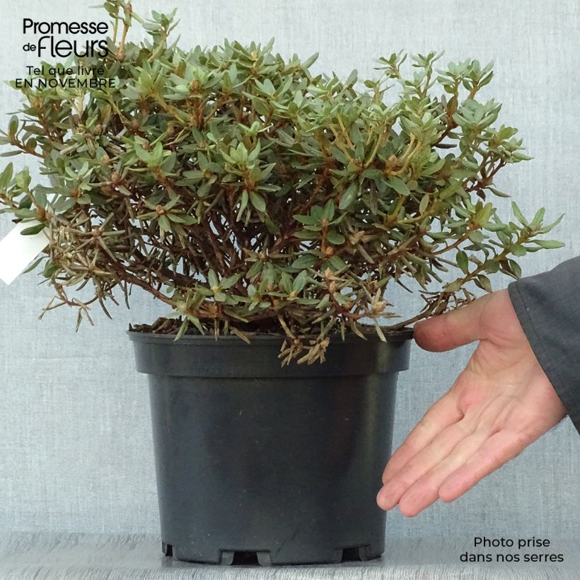 Example of Rhododendron impeditum - Rhododendron nain Pot de 2L/3L as you get in automne
