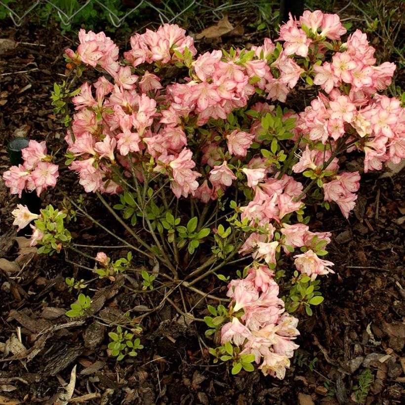 Azalée du Japon Peggy Ann - Rhododendron kaempferi (Plant habit)