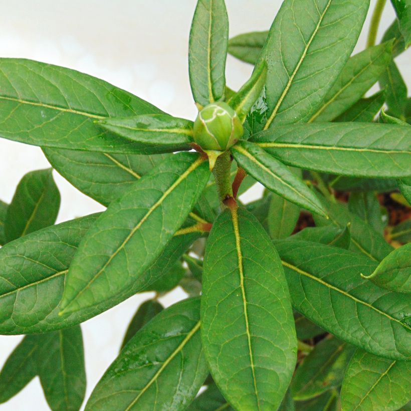 Rhododendron lindleyi - Grand rhododendron (Foliage)