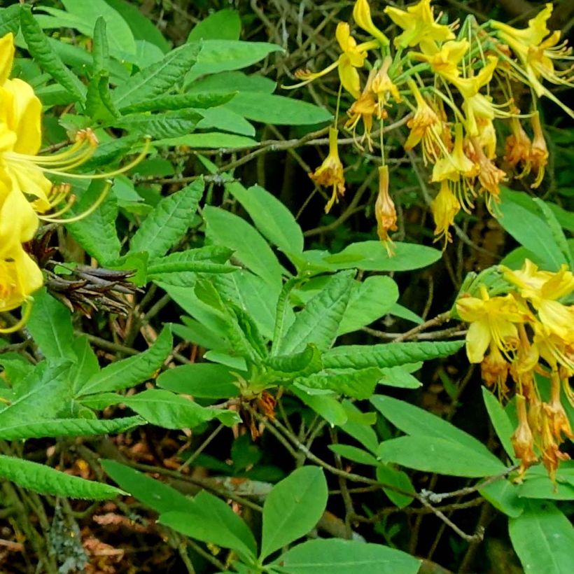 Azalée de Chine - Rhododendron luteum (Foliage)
