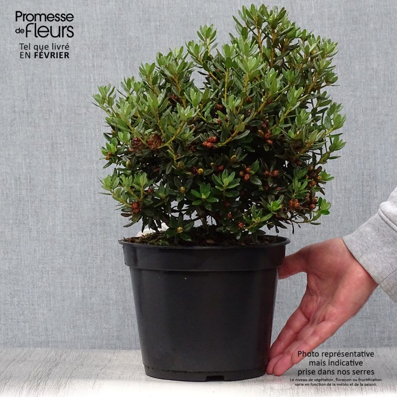 Example of Rhododendron nain Azurika Pot de 2L/3L as you get in automne