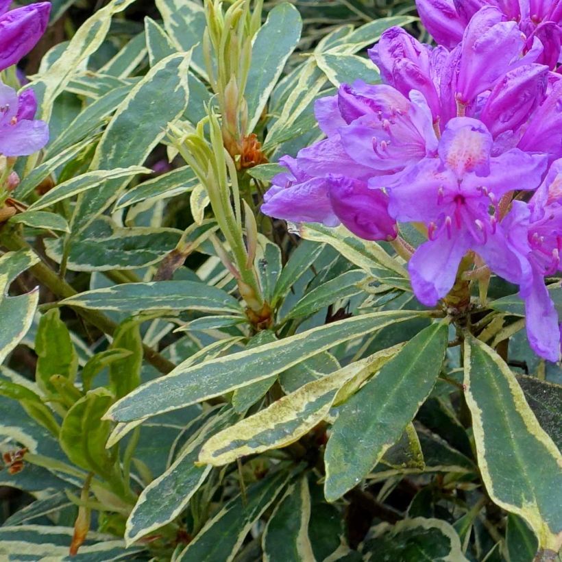 Rhododendron ponticum Variegatum - Grand Rhododendron (Foliage)