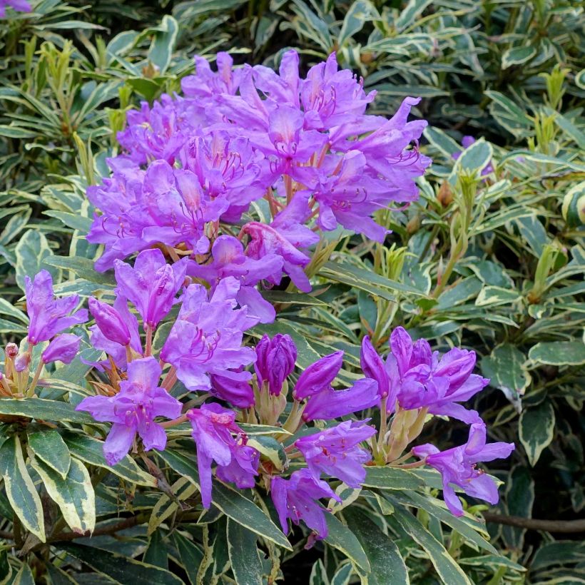 Rhododendron ponticum Variegatum - Grand Rhododendron (Flowering)