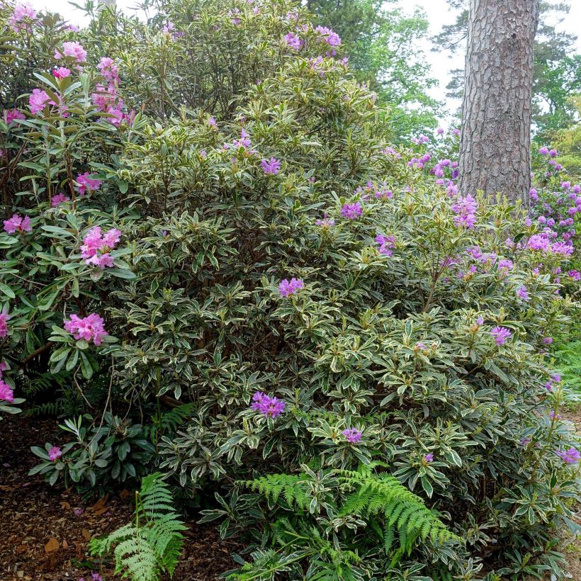 Rhododendron ponticum Variegatum - Grand Rhododendron (Plant habit)