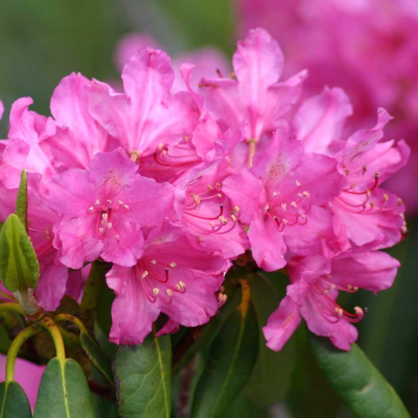 Rhododendron ponticum - Rhododendron pontique (Flowering)