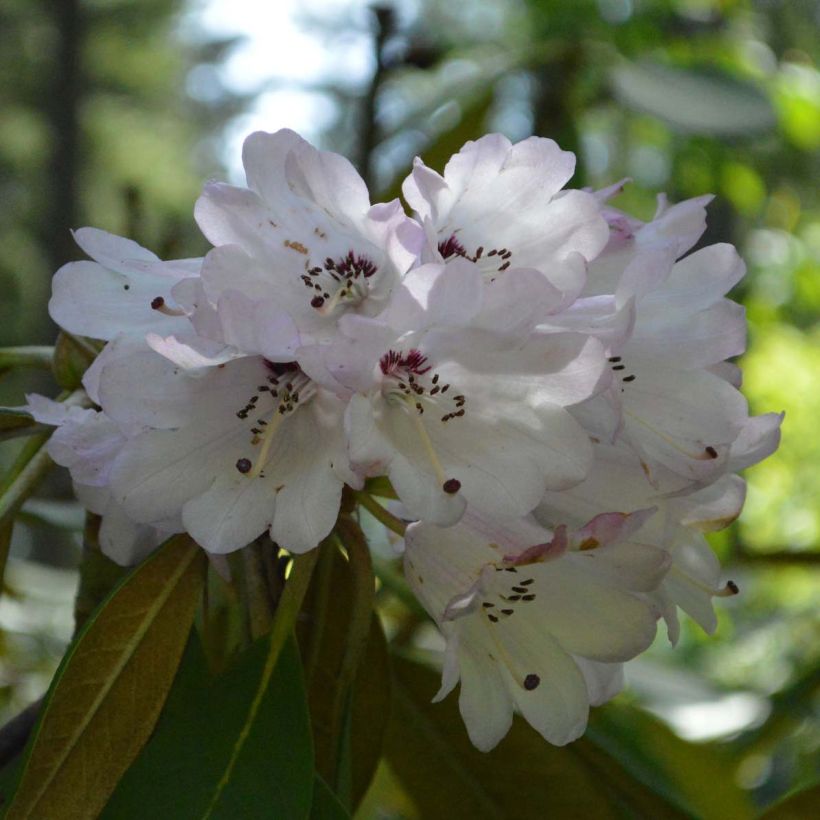 Rhododendron rex - Grand rhododendron (Flowering)