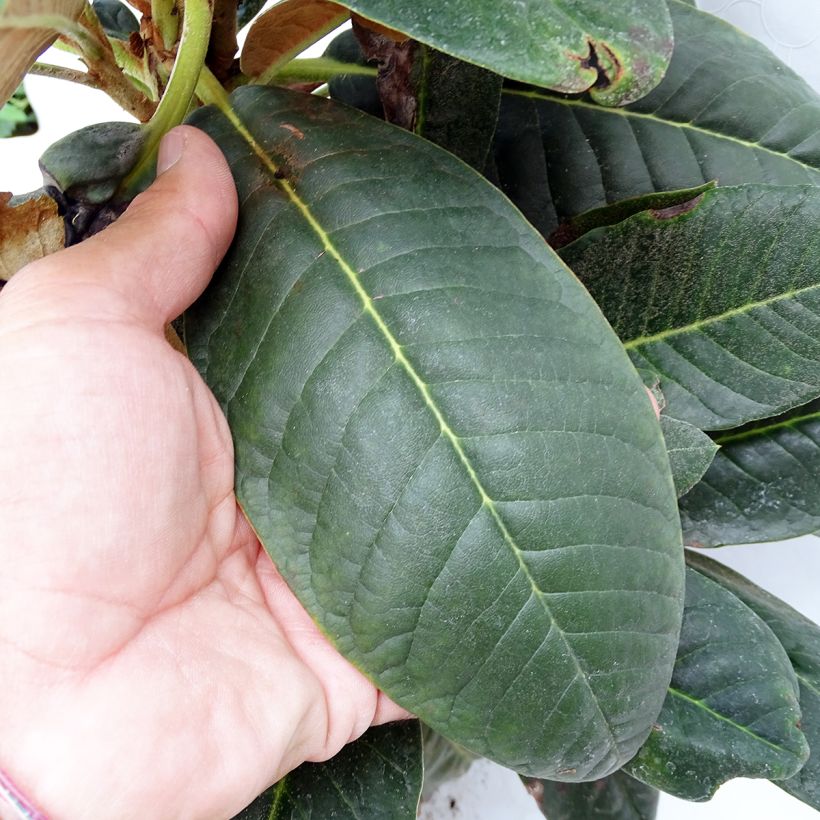 Rhododendron rex - Grand rhododendron (Foliage)