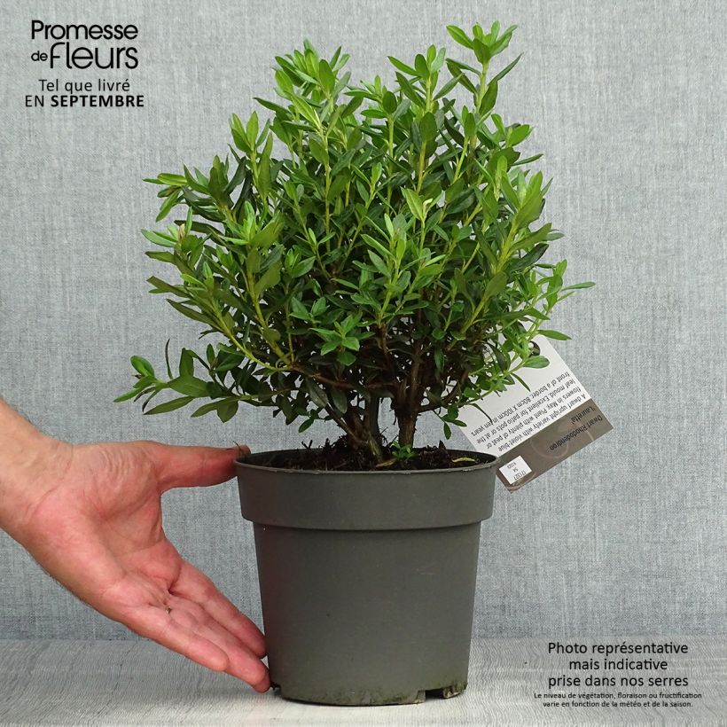 Example of Rhododendron russatum Lauretta - Rhododendron nain Pot de 2L/3L as you get in automne