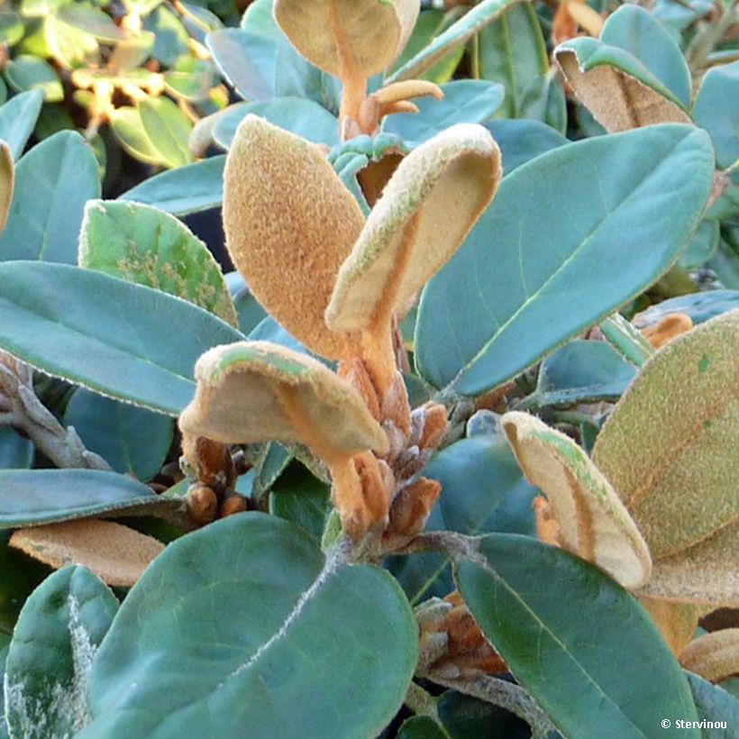 Rhododendron tsariense - rhododendron botanique (Foliage)