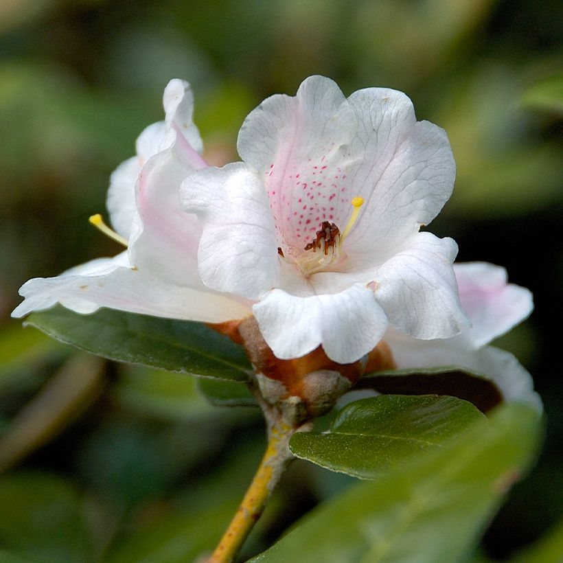 Rhododendron tsariense - rhododendron botanique (Flowering)