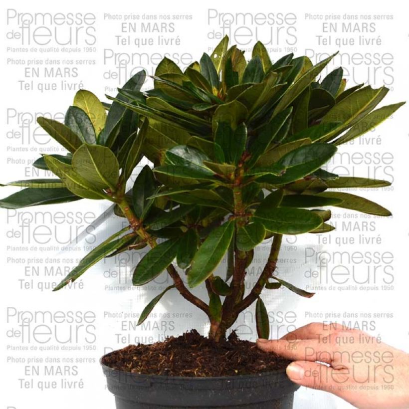 Example of Rhododendron Unique Marmalade - Grand Rhododendron Pot de 4L/5L as you get