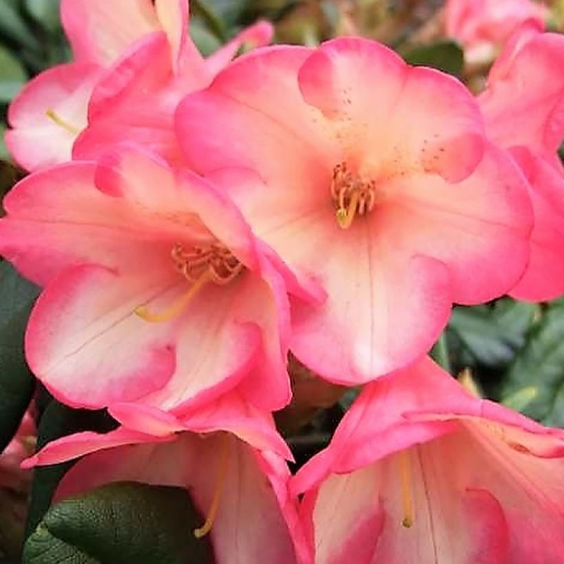Rhododendron yakushimanum Barbarella - Rhododendron nain (Flowering)