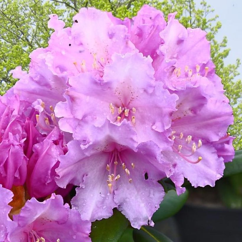 Rhododendron yakushimanum Caroline Allbrook - Rhododendron nain (Flowering)