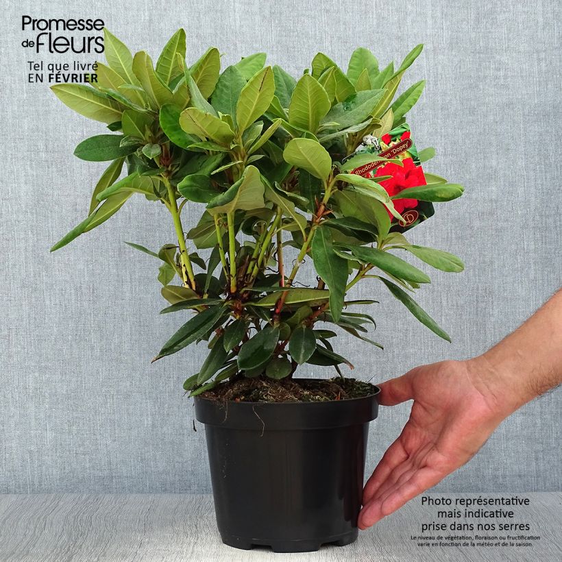 Example of Rhododendron yakushimanum Dopey Pot de 2L/3L as you get in automne