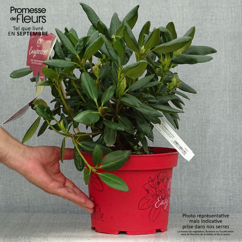 Example of Rhododendron yakushimanum Easydendron Bohlken's Laura Pot de 4L/5L as you get in automne