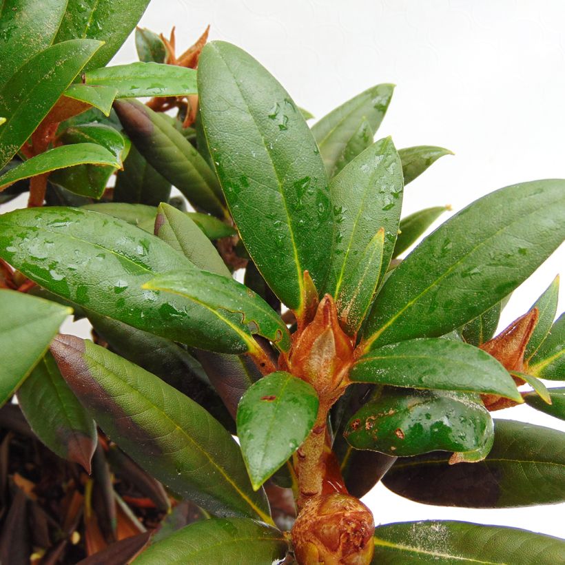 Rhododendron yakushimanum Grumpy - Rhododendron nain (Foliage)