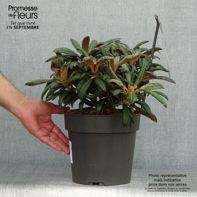 Example of Rhododendron yakushimanum Koichiro Wada - Rhododendron nain Pot de 4L/5L as you get in automne