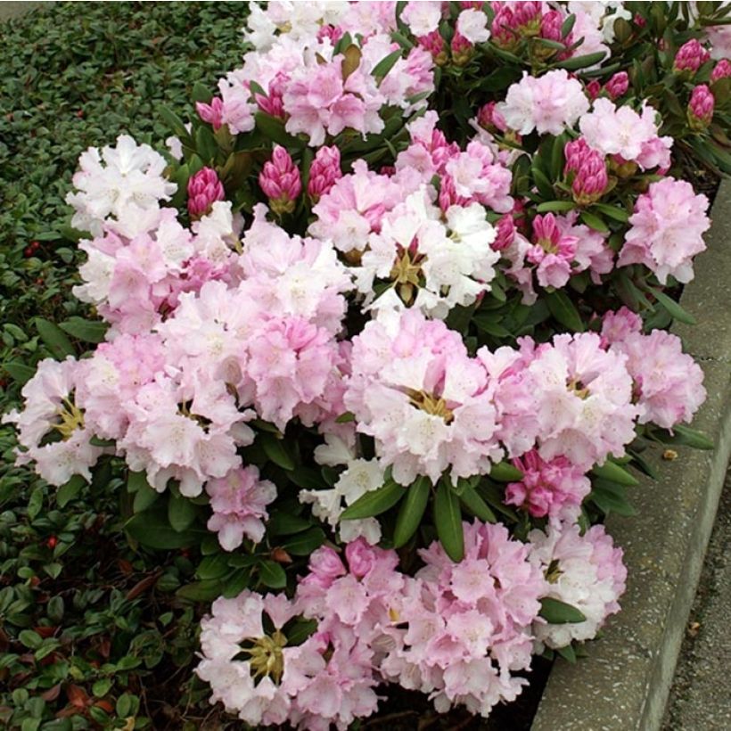 Rhododendron yakushimanum Silberwolke - Rhododendron nain (Flowering)