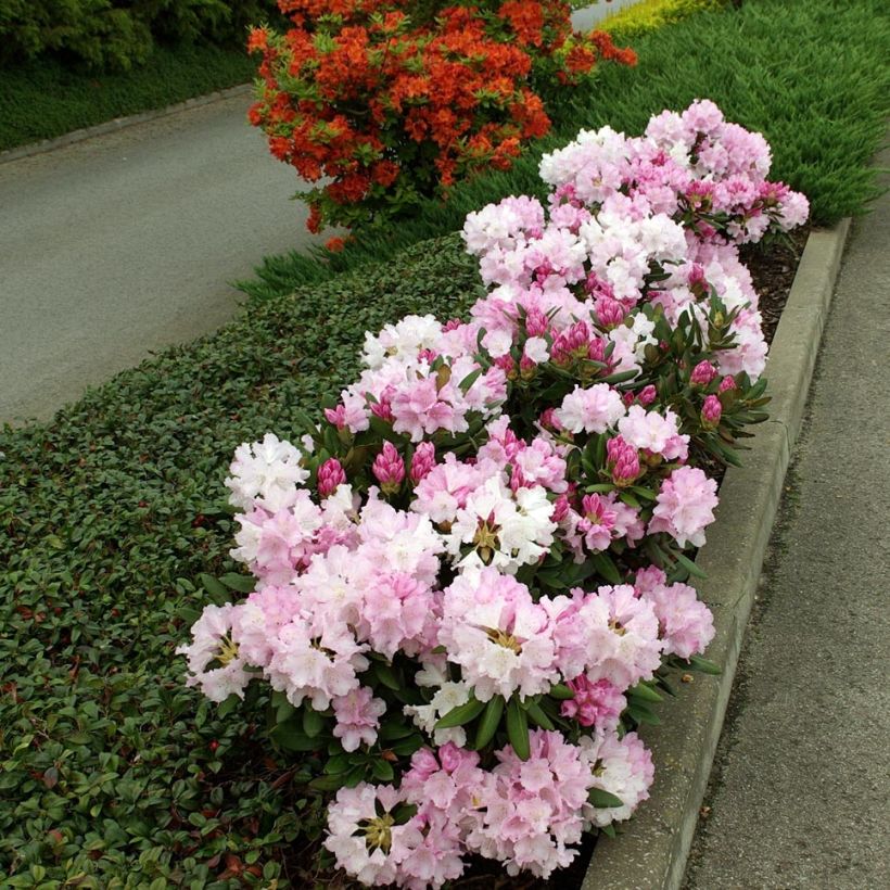 Rhododendron yakushimanum Silberwolke - Rhododendron nain (Plant habit)