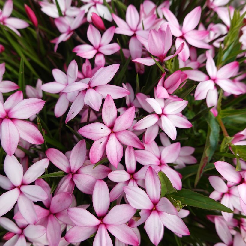 Rhodoxis Abigail (Flowering)