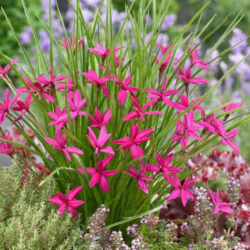 Rhodoxis hybride Beverly - Rhodohypoxis (Flowering)