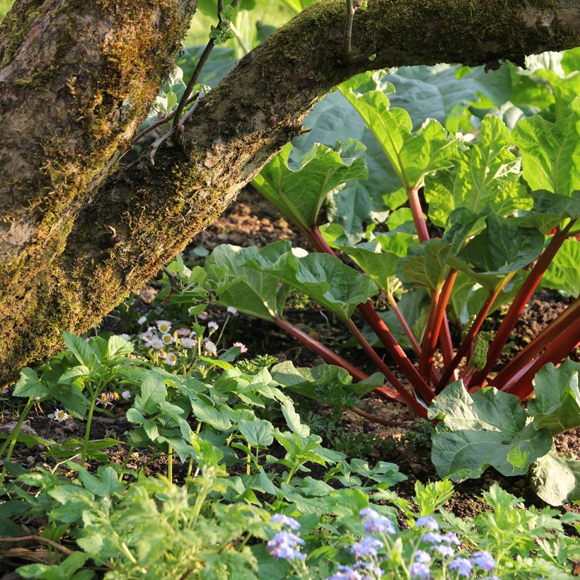 Rhubarbe Frambozen Rood (Plant habit)